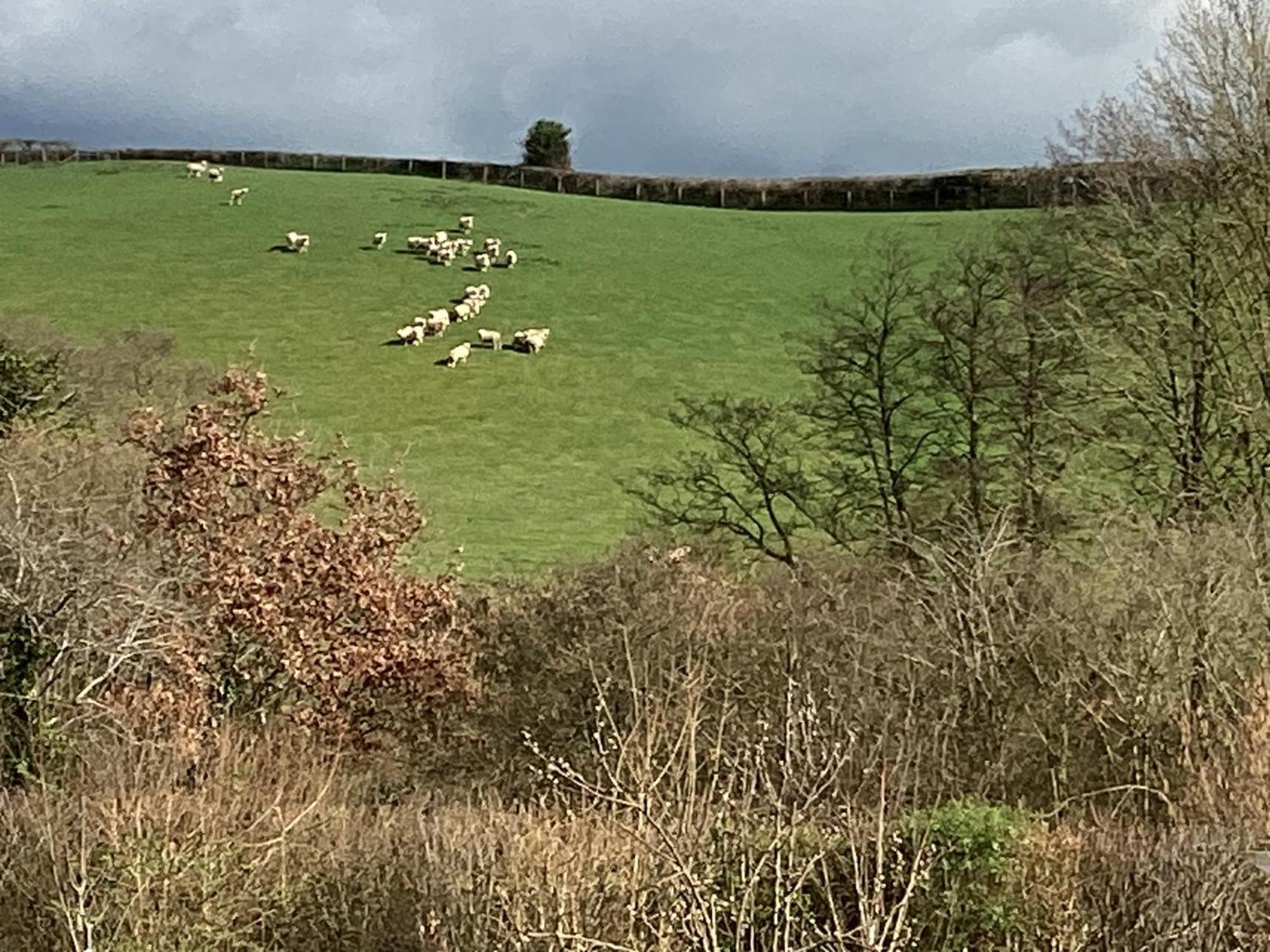 Creedy Meadow Barn Holiday home *